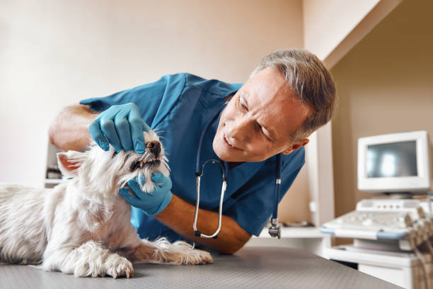 Best Pediatric Emergency Dentist in Sonora, TX
